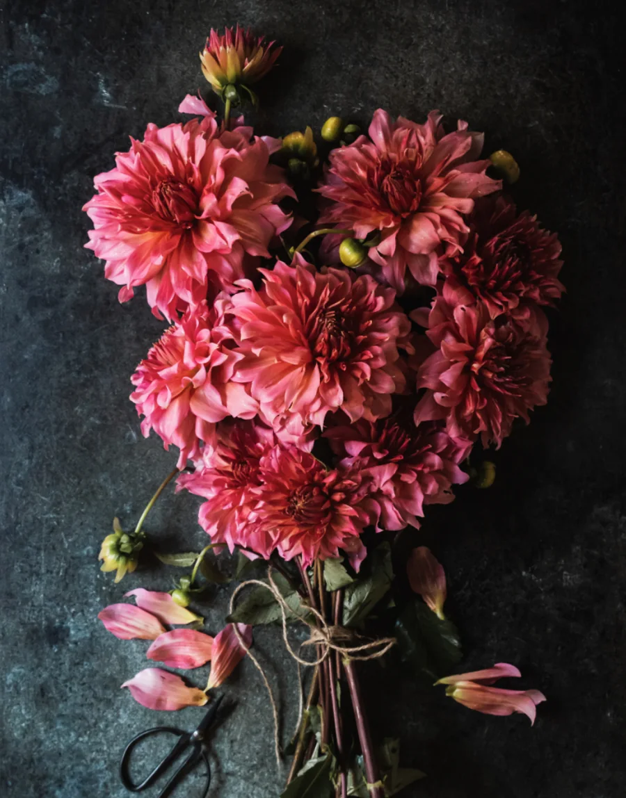 Hand-tied bouquet of pink dahlias bound with twine